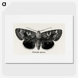 1-13_Moths-and-Butterflies-of-the-United-States_picture