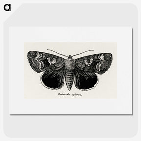 1-13_Moths-and-Butterflies-of-the-United-States_picture