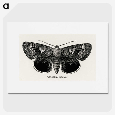 1-13_Moths-and-Butterflies-of-the-United-States_picture