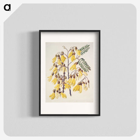 1-13_Native-Flowering-Plants-of-New-Zealand_blk