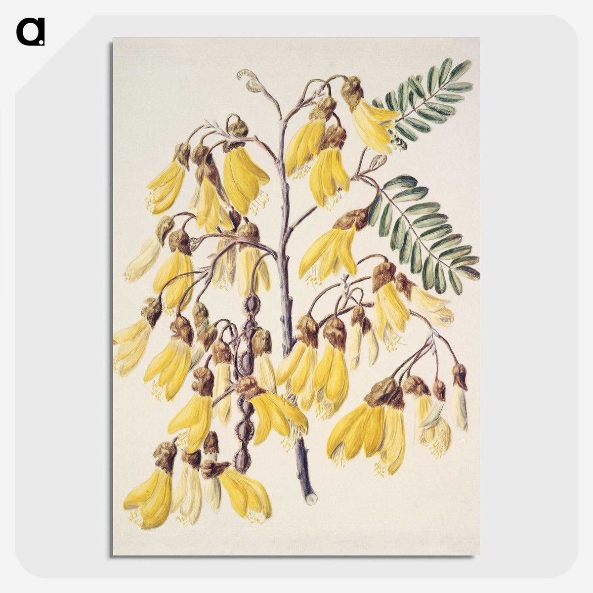 1-13_Native-Flowering-Plants-of-New-Zealand_picture-crop