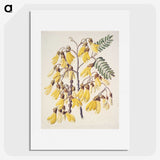 1-13_Native-Flowering-Plants-of-New-Zealand_picture