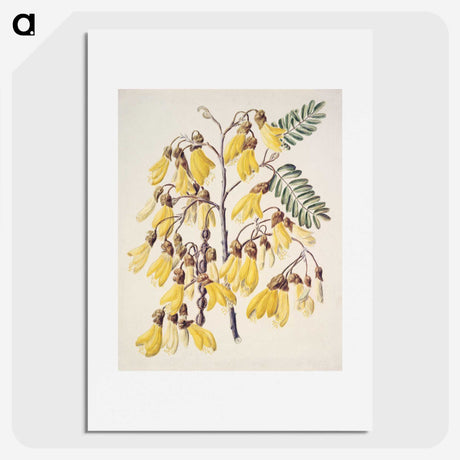1-13_Native-Flowering-Plants-of-New-Zealand_picture