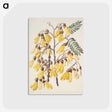 1-13_Native-Flowering-Plants-of-New-Zealand_postcard