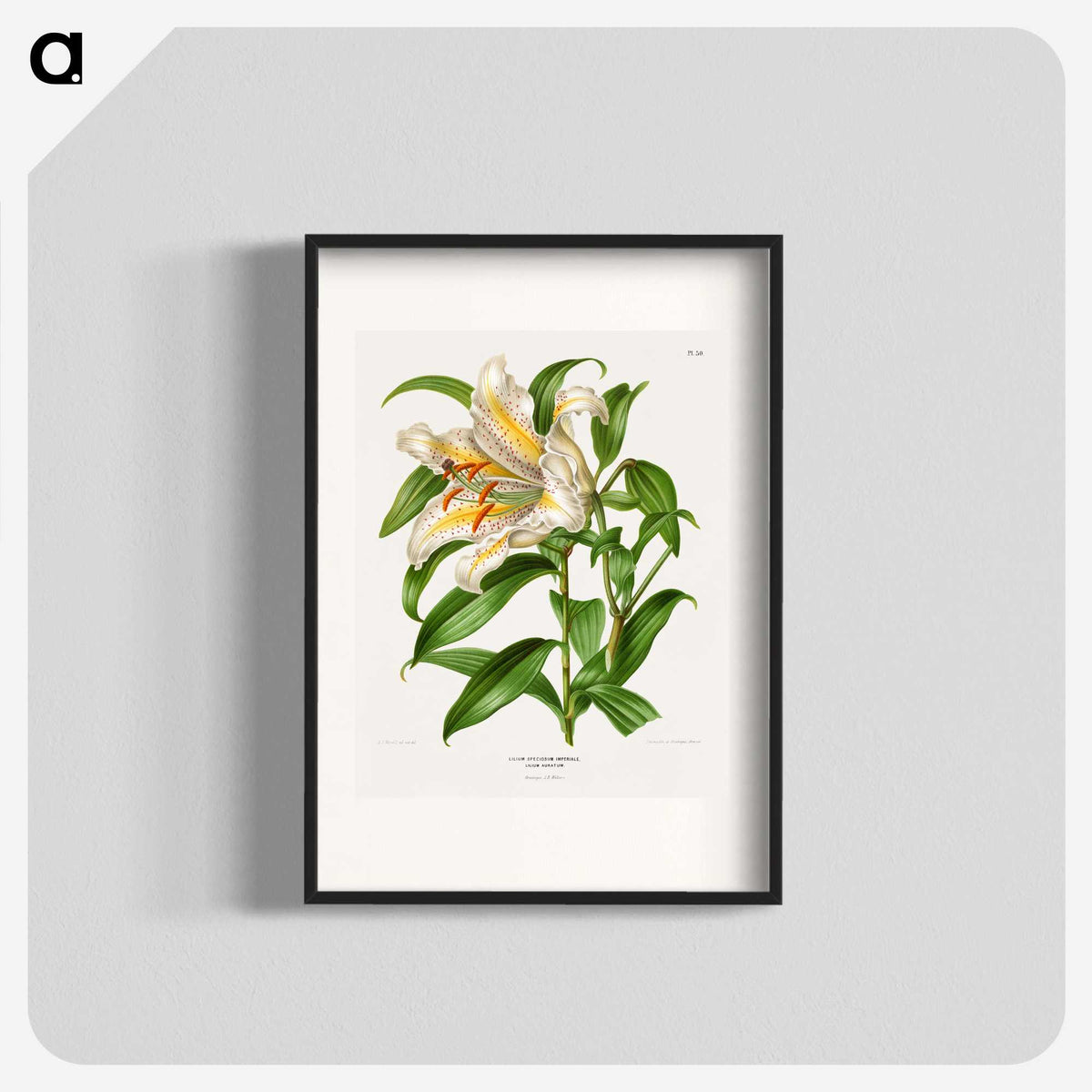 1-13_Nederlandsche-Flora-en-Pomona_blk