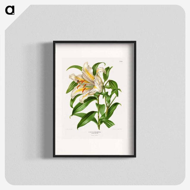 1-13_Nederlandsche-Flora-en-Pomona_blk