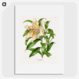 1-13_Nederlandsche-Flora-en-Pomona_picture