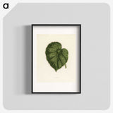 1-13_New-and-Rare-Beautiful-Leaved-Plants_blk