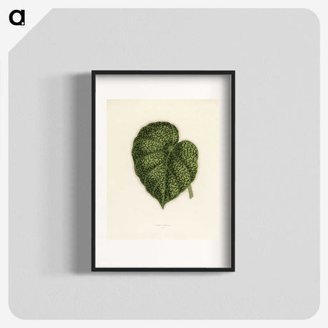 1-13_New-and-Rare-Beautiful-Leaved-Plants_blk
