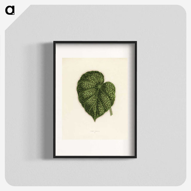 1-13_New-and-Rare-Beautiful-Leaved-Plants_blk