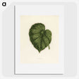 1-13_New-and-Rare-Beautiful-Leaved-Plants_picture