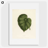 1-13_New-and-Rare-Beautiful-Leaved-Plants_picture