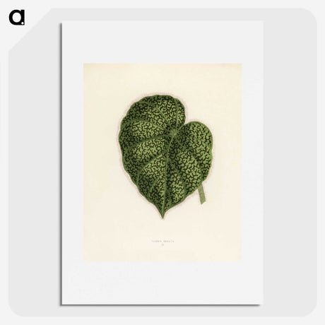 1-13_New-and-Rare-Beautiful-Leaved-Plants_picture
