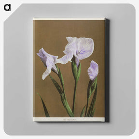 1-13_Ogawa-Kazumasa_canvas