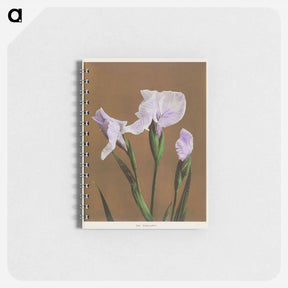 アートメモ帳-Iris Kæmpferi - 小川 一正 Memo.