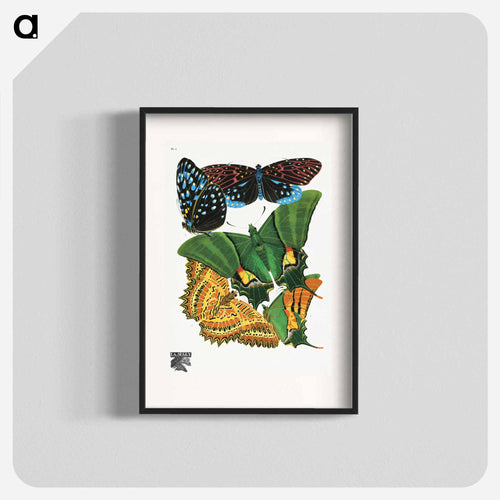 Vintage Butterflies
 - パピヨン Poster.