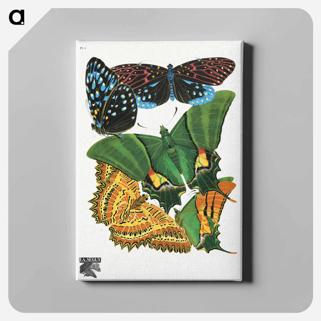 アートパネル-Vintage Butterflies
 - パピヨン Canvas.
