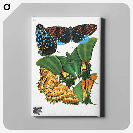 1-13_Papillons_canvas