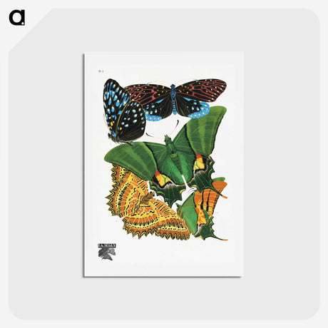 1-13_Papillons_hagaki