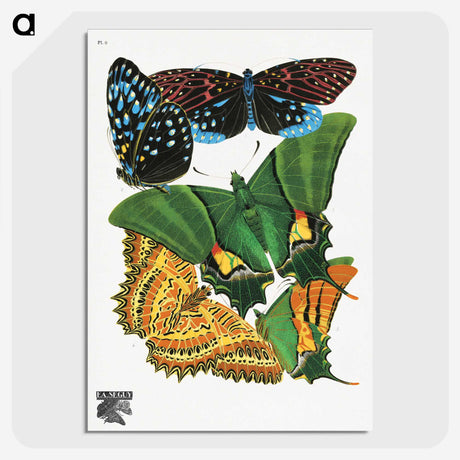 1-13_Papillons_picture-crop