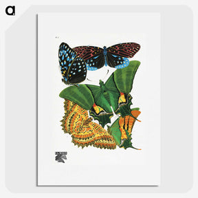 1-13_Papillons_picture