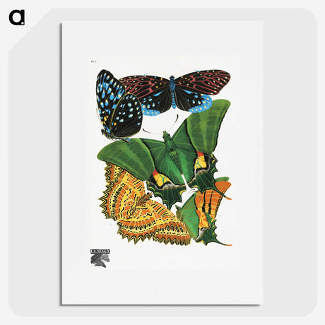 1-13_Papillons_picture