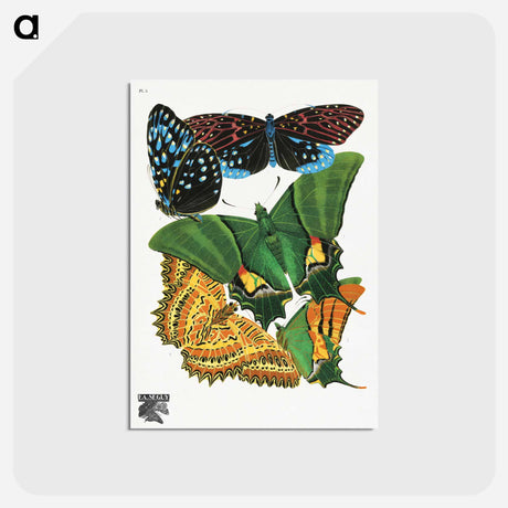 アートポストカード-Vintage Butterflies
 - パピヨン Postcard.