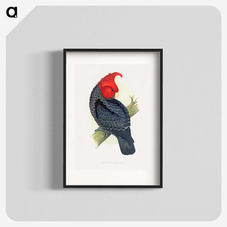 1-13_Parrots-in-Captivity_blk