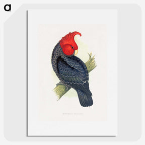 1-13_Parrots-in-Captivity_picture