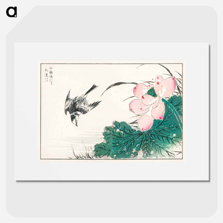 アートポスター-Japanese Pied Wagtail and Red Lotus
 - 鳥類図鑑 Poster.