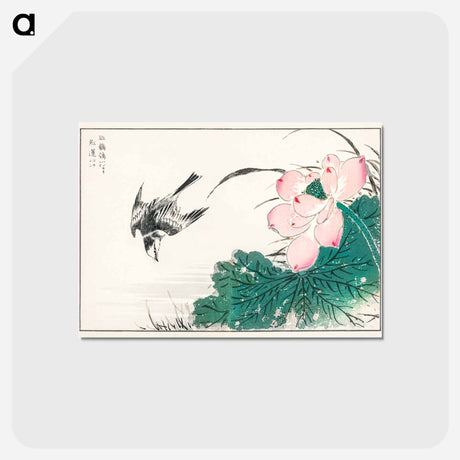 アートポストカード-Japanese Pied Wagtail and Red Lotus
 - 鳥類図鑑 Postcard.