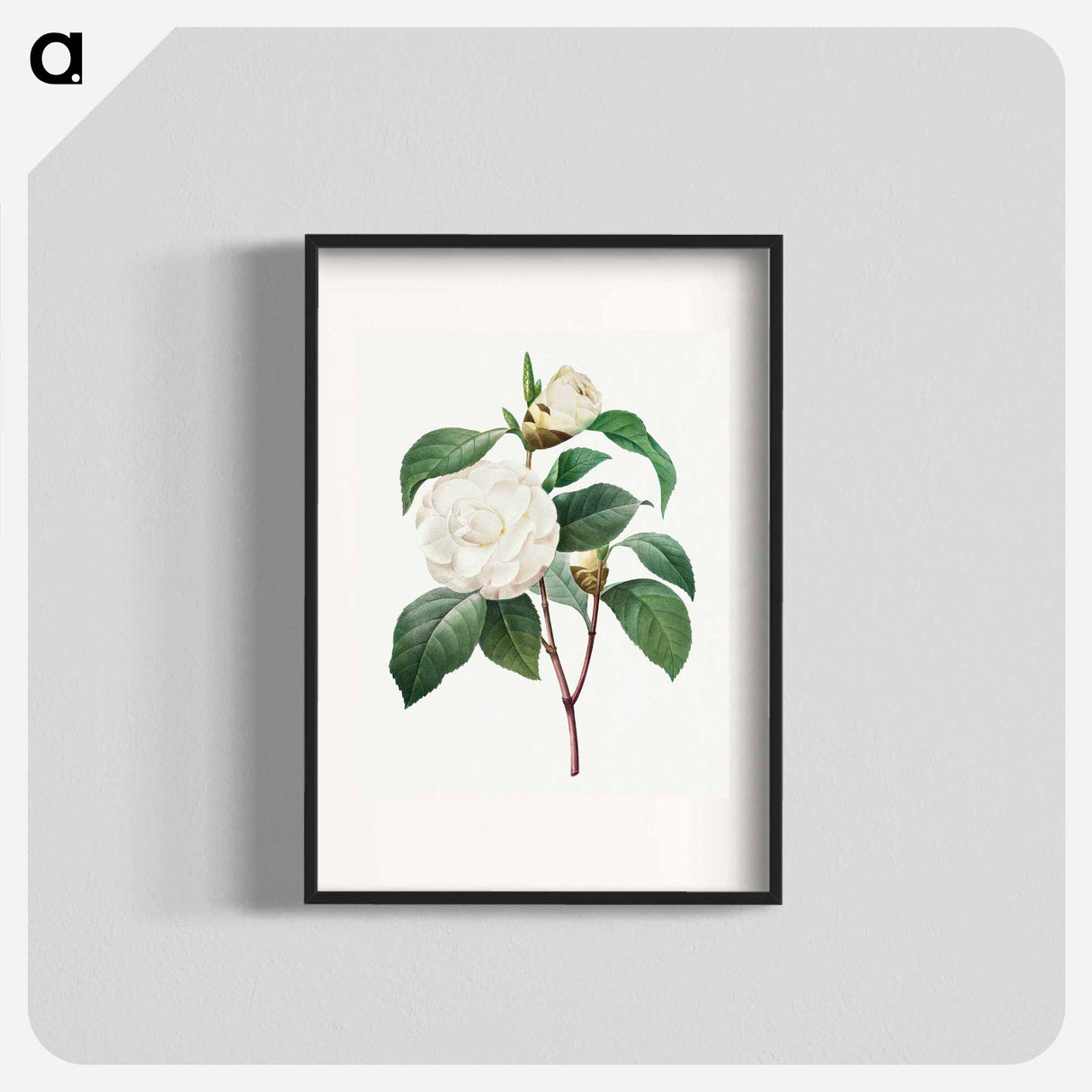 White Camellia - Pierre Joseph Redouté Poster.