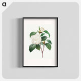 White Camellia - Pierre Joseph Redouté Poster.