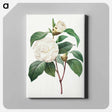 アートパネル-White Camellia - ピエール ジョゼフ ルドゥーテ Canvas.