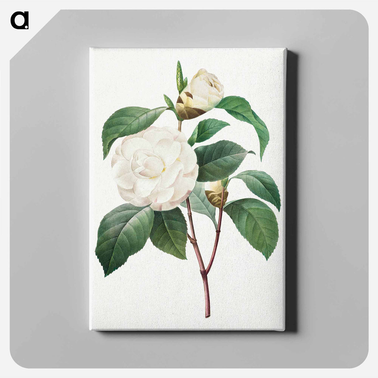 アートパネル-White Camellia - ピエール ジョゼフ ルドゥーテ Canvas.