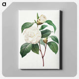 アートパネル-White Camellia - ピエール ジョゼフ ルドゥーテ Canvas.