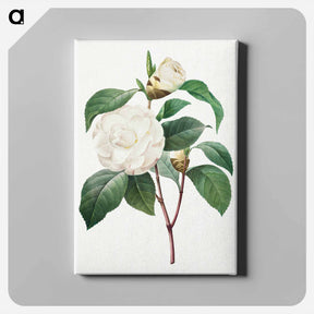 アートパネル-White Camellia - ピエール ジョゼフ ルドゥーテ Canvas.