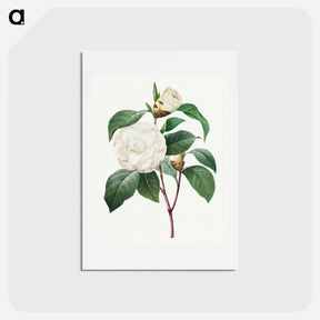 アートポストカード-White Camellia - ピエール ジョゼフ ルドゥーテ Postcard.