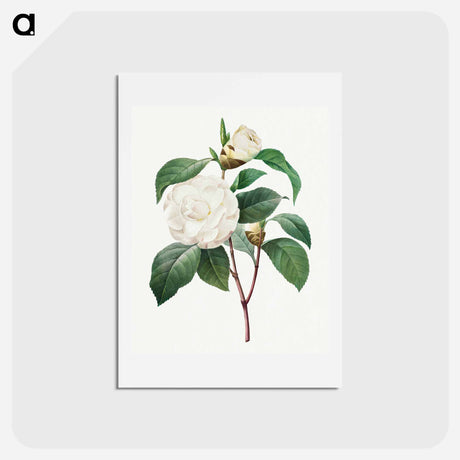 アートポストカード-White Camellia - ピエール ジョゼフ ルドゥーテ Postcard.