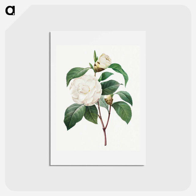アートポストカード-White Camellia - ピエール ジョゼフ ルドゥーテ Postcard.