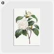 1-13_Pierre-Joseph-Redoute_postcard
