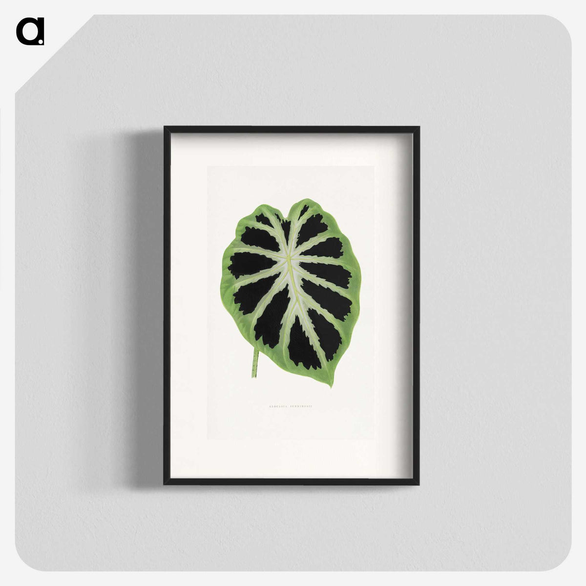 1-13_Plants-with-Colored-Foliage_blk