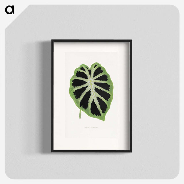 1-13_Plants-with-Colored-Foliage_blk