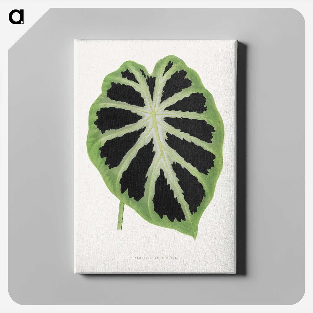 1-13_Plants-with-Colored-Foliage_canvas