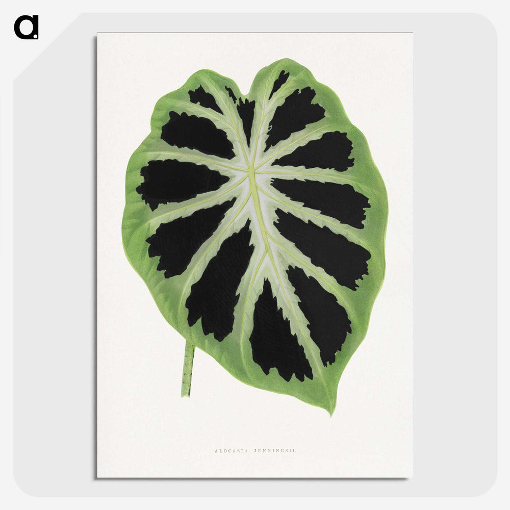 1-13_Plants-with-Colored-Foliage_picture-crop