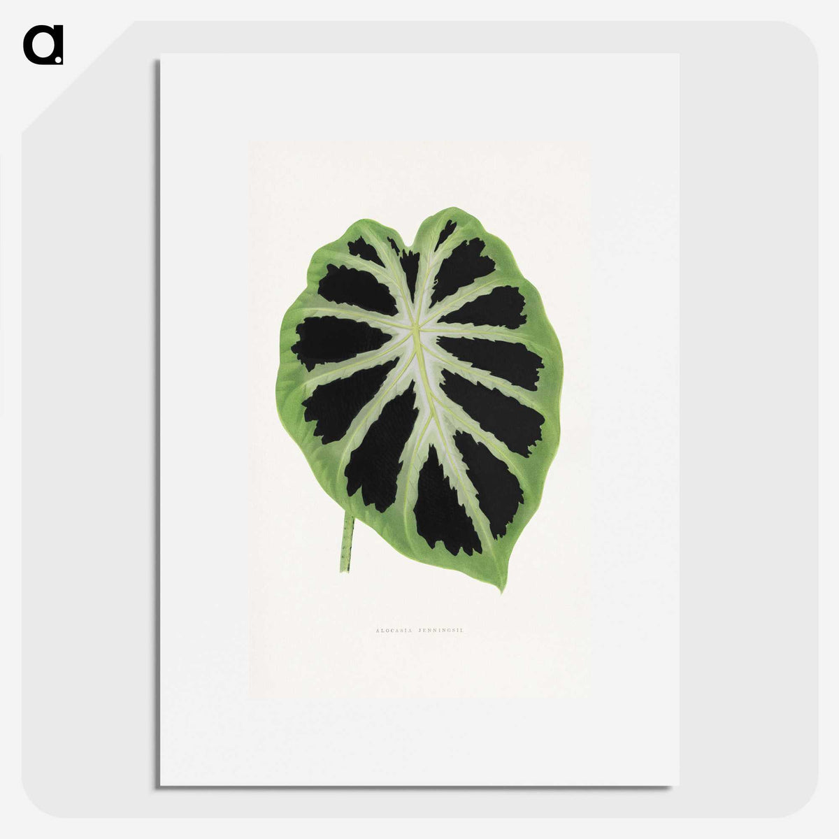 1-13_Plants-with-Colored-Foliage_picture