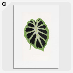1-13_Plants-with-Colored-Foliage_picture