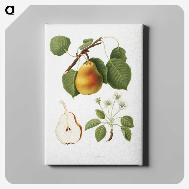 1-13_Pomona-Italiana_canvas