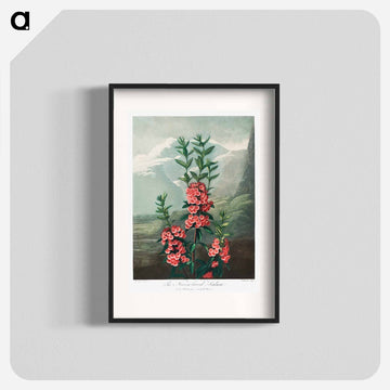 The Narrow–Leaved Kalmia from The Temple of Flora
 - ロバート ジョン ソーントン Poster.