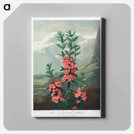 アートパネル-The Narrow–Leaved Kalmia from The Temple of Flora
 - ロバート ジョン ソーントン Canvas.
